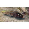 Rainfordi goby (Koumansetta rainfordi)
