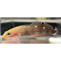 Rainfordi goby (Koumansetta rainfordi) closeup