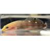 Rainfordi goby (Koumansetta rainfordi) closeup