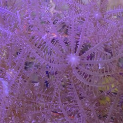Pink Waving Hand Anthelia  Aquacultured