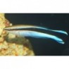 African Bluestreak Cleaner Wrasse (Labroides dimidiatus)
