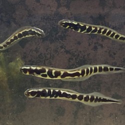 Engineer Goby (Pholidichthys leucotaenia)