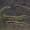 Engineer Goby (Pholidichthys leucotaenia)