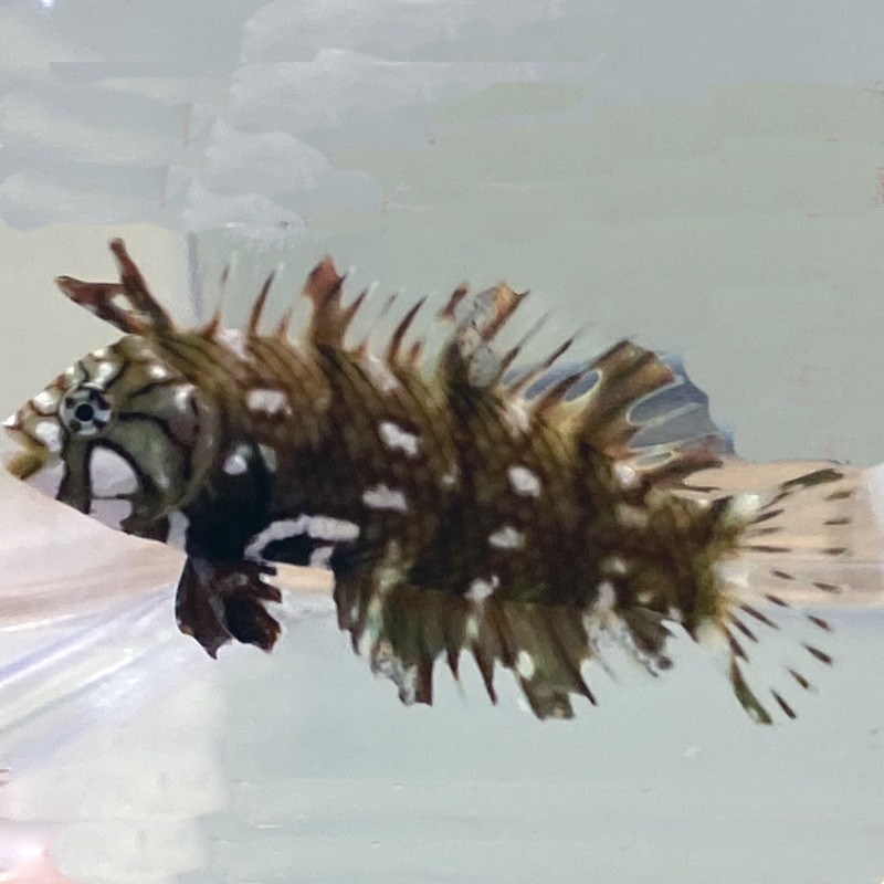 Dragon Wrasse (Novaculichthys taeniourus) Dragon Wrasse (Novaculichthys taeniourus)