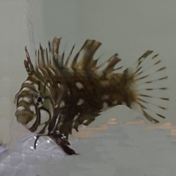 Dragon Wrasse (Novaculichthys taeniourus) sideview 2