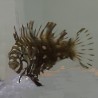 Dragon Wrasse (Novaculichthys taeniourus) sideview 2