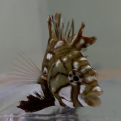 Dragon Wrasse (Novaculichthys taeniourus) face