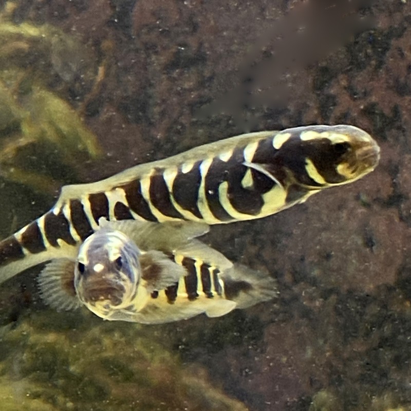 Engineer Goby (Pholidichthys leucotaenia) Engineer Goby (Pholidichthys leucotaenia)