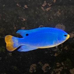 Orange Tail Damsel (Chrysiptera cyanea)