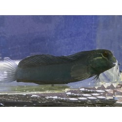 Tribal Blenny (Ecsenius spp.)