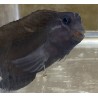 Tribal Blenny (Ecsenius spp.) close up