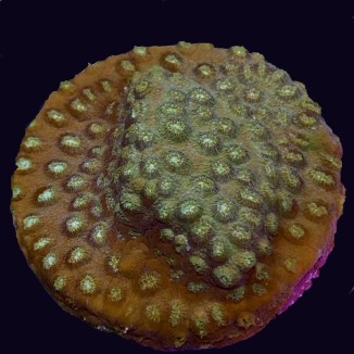 Green Blast Cyphastrea