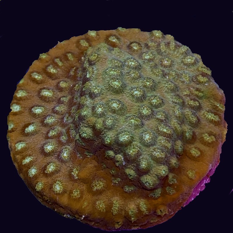 Green Blast Cyphastrea