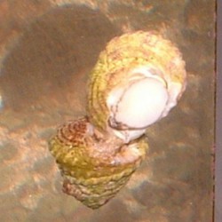 Astrea Snail   Astraea tecta