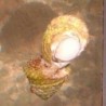 Astrea Snail   Astraea tecta