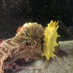 Yellow Sea Cucumber (Cucumaria Miniata) 2