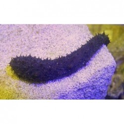Black Sea Cucumber (Holothuria thomasi)