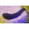 Black Sea Cucumber (Holothuria thomasi)