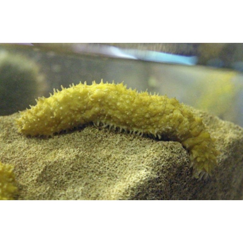 Yellow Sea Cucumber (Holothuria thomasi)