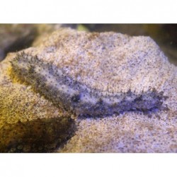 White and Black Sea Cucumber (Holothuria thomasi)