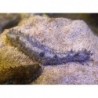 White and Black Sea Cucumber (Holothuria thomasi)