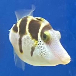 Valentini Mimic Filefish (Paraluteres prionurus) close up