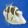 Valentini Mimic Filefish (Paraluteres prionurus) close up
