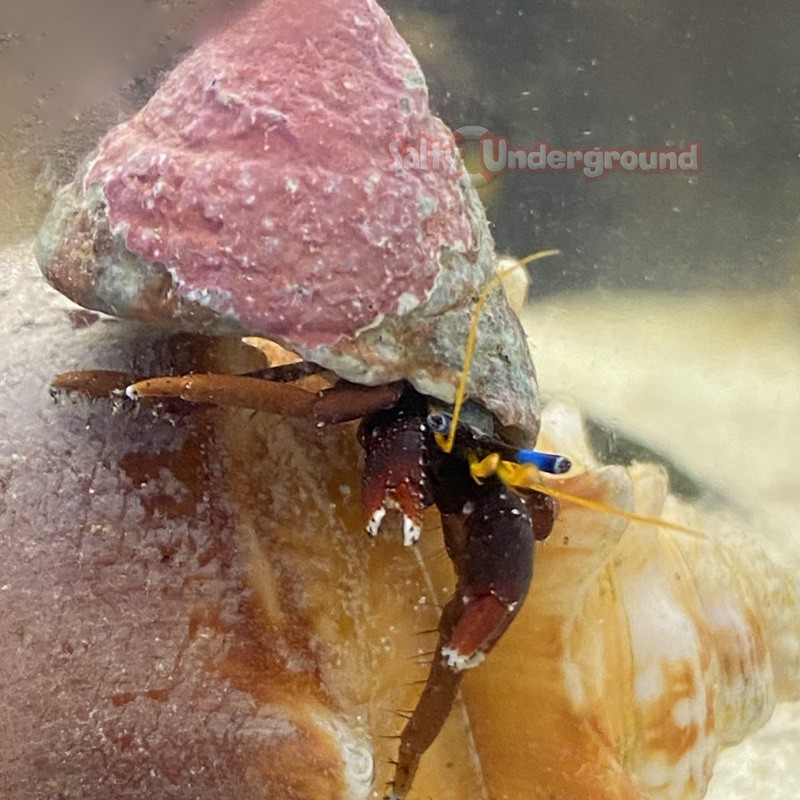 Salty Underground: Blue Eye Hermit Crab (Calcinus gaimardii)