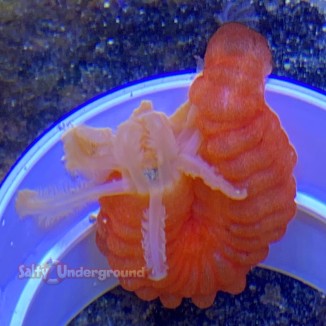 Orange Sea Cucumber (Synaptula Maculata)