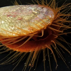 Flame Under White Light