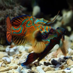 red mandarin from freepik. Photo credit kuritafsheen