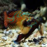 red mandarin from freepik. Photo credit kuritafsheen