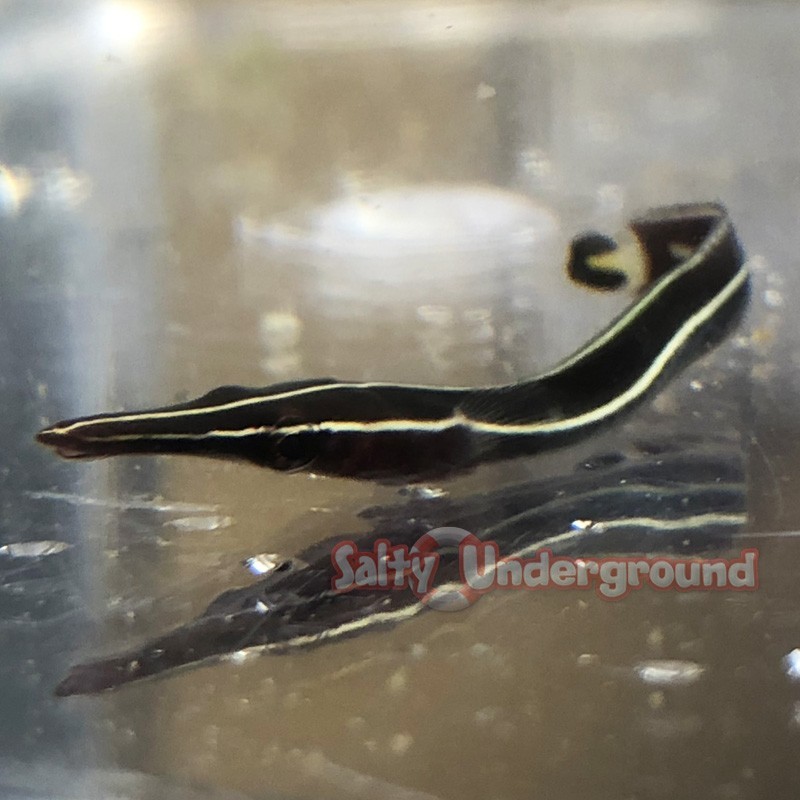 View Under White Light