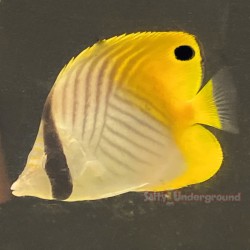 Threadfin Butterflyfish...