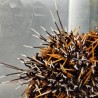 Orange Spine Halloween Collector Urchin (tripneustes gratilla)