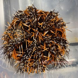 Orange Spine Halloween Collector Urchin (tripneustes gratilla)