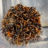 Orange Spine Halloween Collector Urchin (tripneustes gratilla)