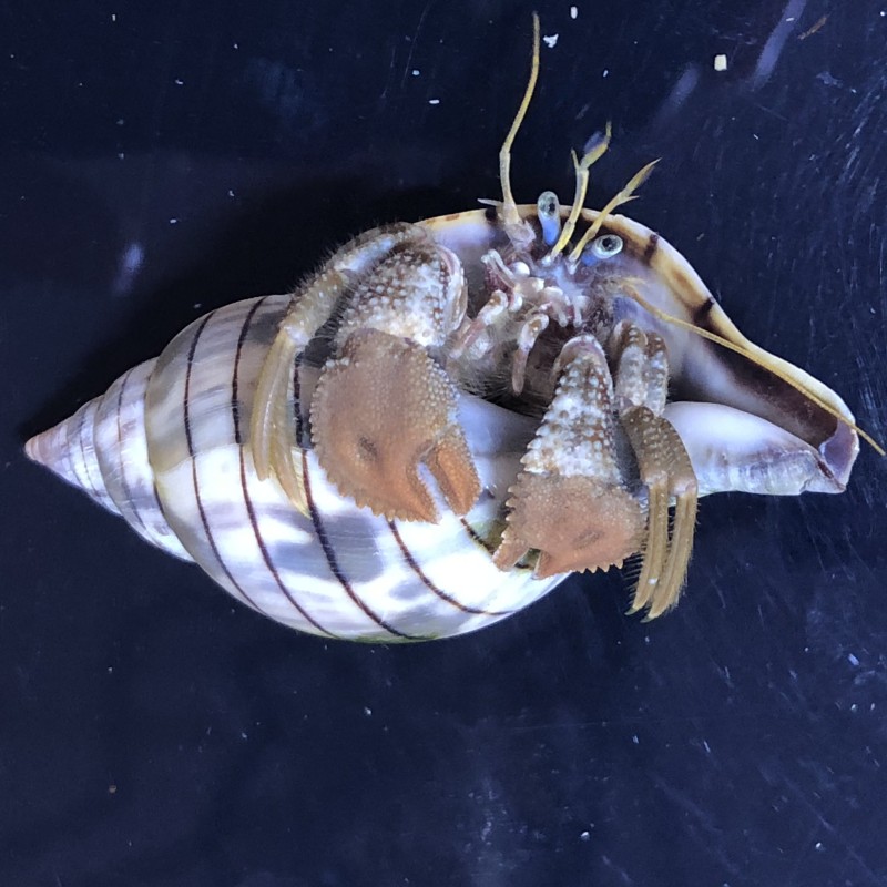 Salty Underground: Brown Leg Hermit Crab