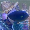 Pinktail Triggerfish (Melichthys vidua)