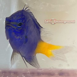 Yellowtail Damselfish (Chrysiptera parasema)