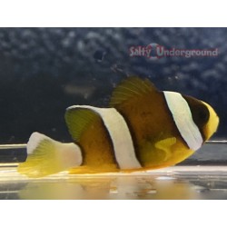Clarkii Clownfish (Amphiprion Clarkii)