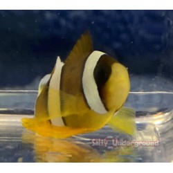 Clarkii Clownfish (Amphiprion Clarkii)