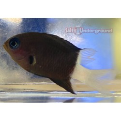 Bicolor Chromis (Chromis...