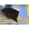 Bicolor Chromis (Chromis Margeritifer)