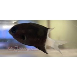 Bicolor Chromis (Chromis Margeritifer)