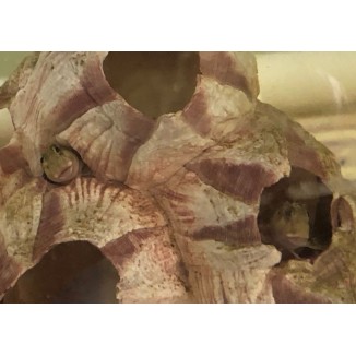 Panamic Barnacle Blenny (Acanthemblemaria hancocki)