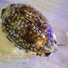 Kitten Cowrie (Melicerona Felina)