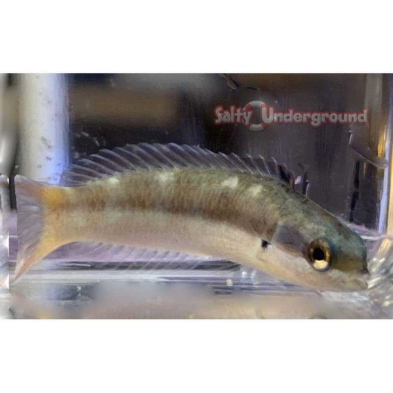 Juvenile Rainbow Wrasse