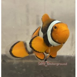 Orange Percula Clownfish...