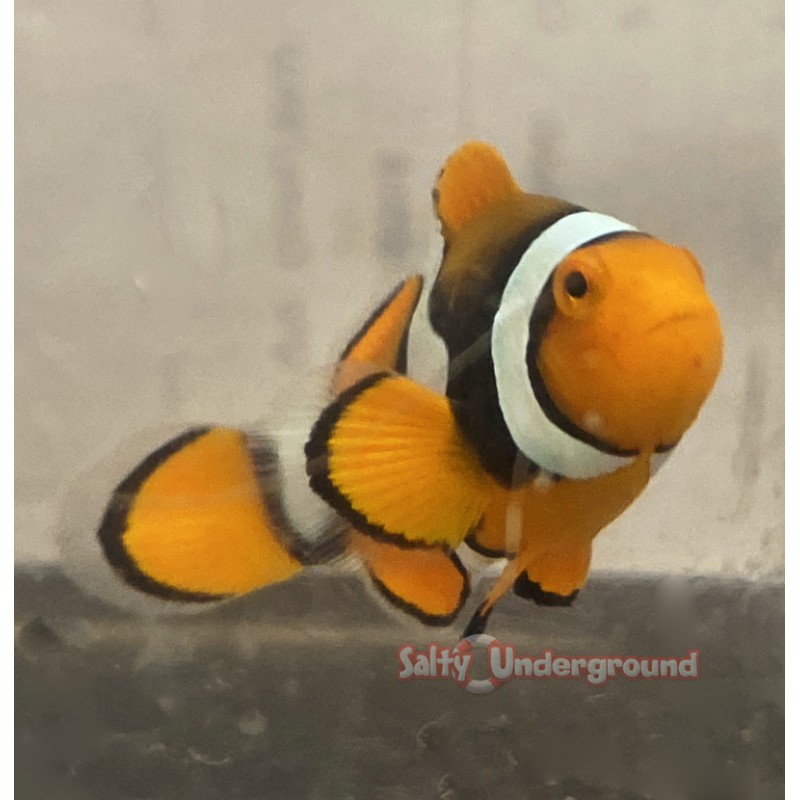 Orange Percula Clownfish (Percula)